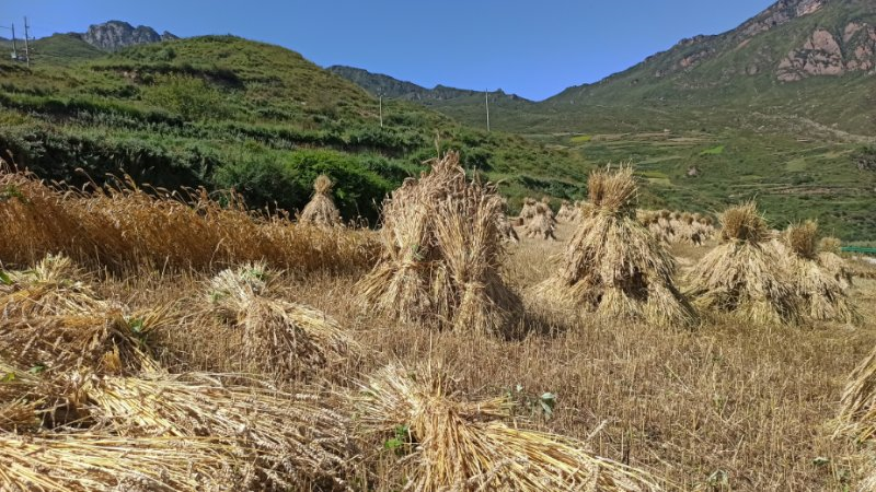 麦子代刷网站(麦子赚app下载) 麦子代刷网站(麦子赚app下载)