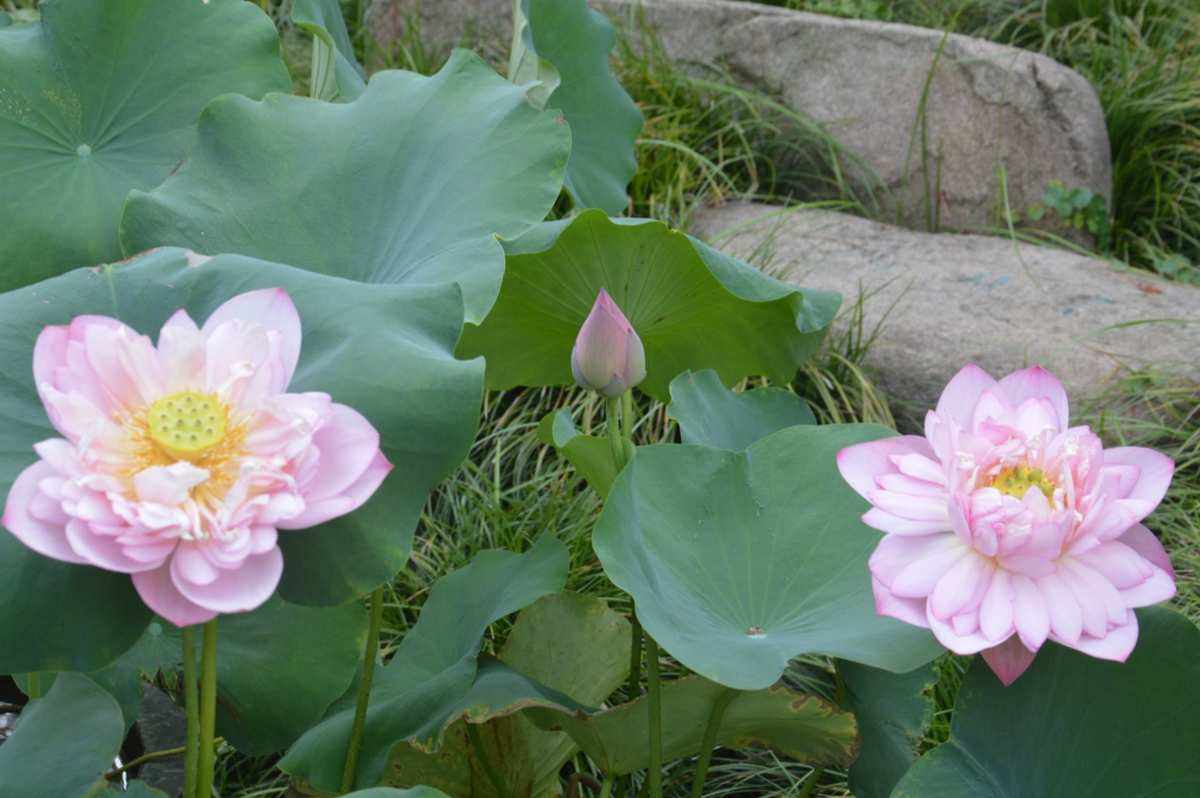 南荷刷网站(南荷业务网站) 南荷刷网站(南荷业务网站)