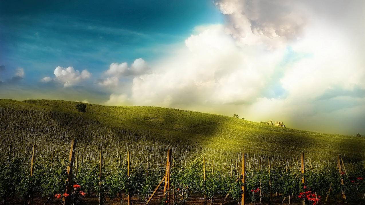 包含化刷网快手低价粉丝的词条