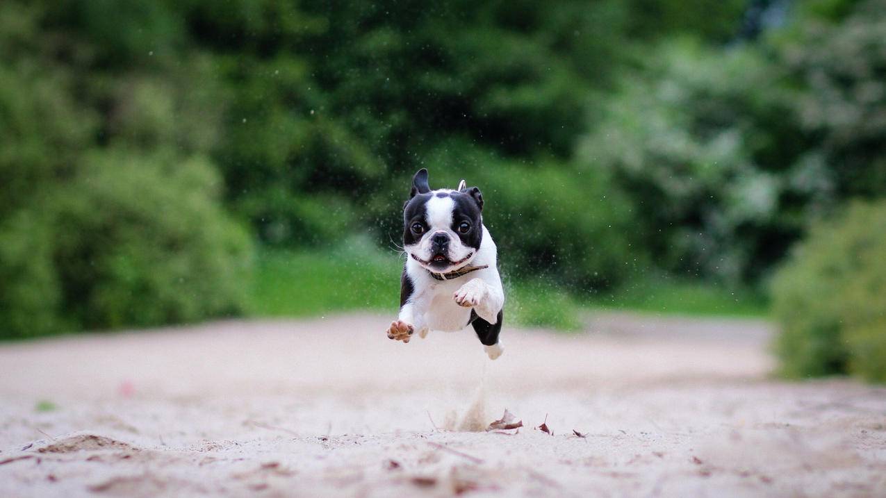 刷赞网ks_刷赞网在线刷赞抖音